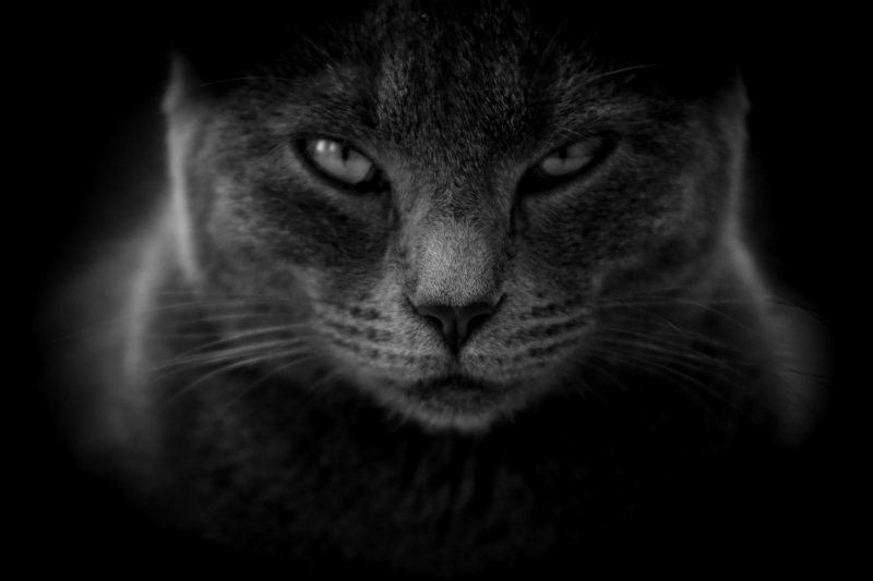 cat, angry, dark, black and white, moody, photography, meme, domestic cat, ominous, close-up, grayscale, black background, looking at camera, one animal