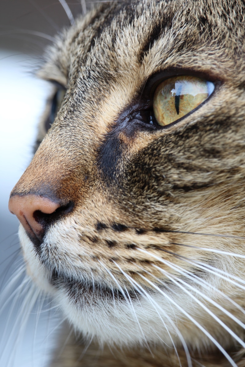 animal mouth, s, snout, animal nose, mouth open, photo, pets, face, mackerel, adidas, vertebrate, eye, fur, domestic Cat, one Animal, whiskers, domestic