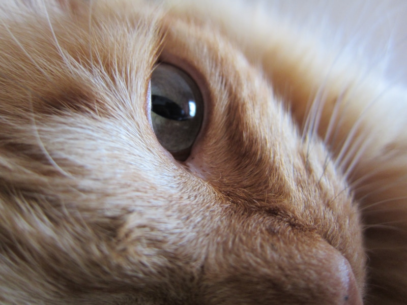 mammal, gata, domestic Cat, kitten, animal, looking, brown, cat, Sunny, fur, close-up, young Animal, cute, Eye, yellow, domestic Animals, macro, pets, 4K