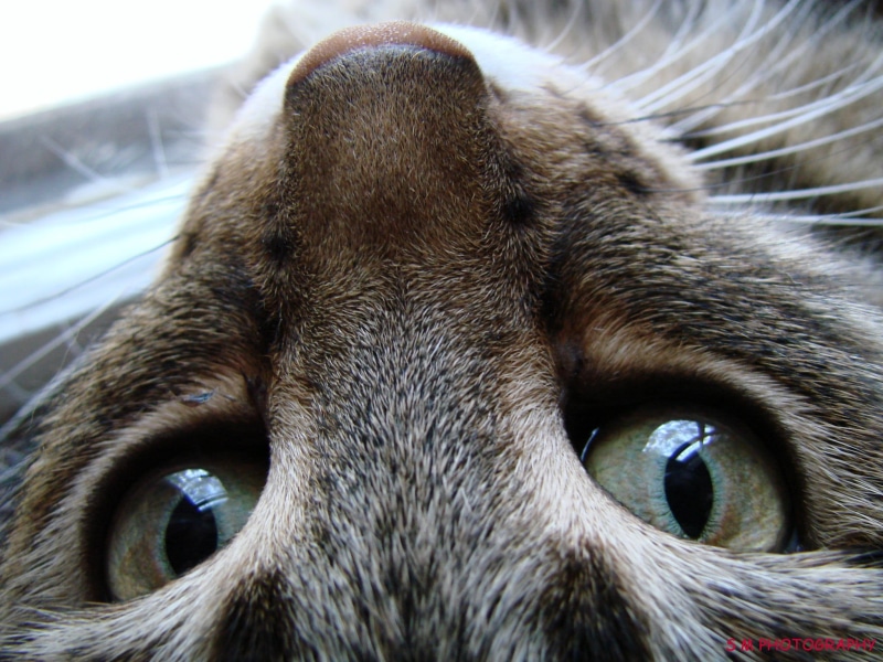 tabby, tabby cat, silver tabby, pet, shallow, cute, whisker, animal Eye, looking, pets, SKIPPER, animal, focus, cats, silver, fur, 1080P, feline, shallow focus