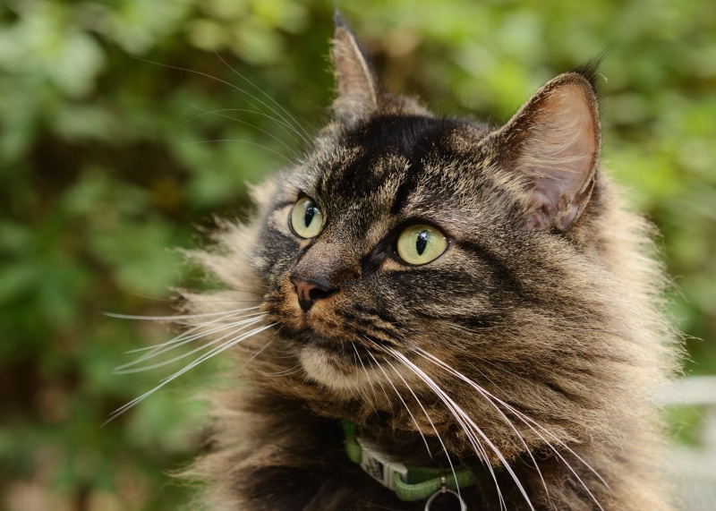 mammal, outdoors, pets, domestic Animals, Photo, First, 8G, feline, gray, cat, Mountain Brook, 4K, looking, brown, animal, close-up, close, 60mm, fur