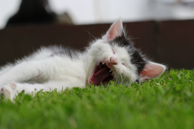 lying down, black, yawn, close up photography, cute, short, sleepy, domestic Cat, kitten, Im so tired, sleep, cat, photography, field, animal, feline, mammal