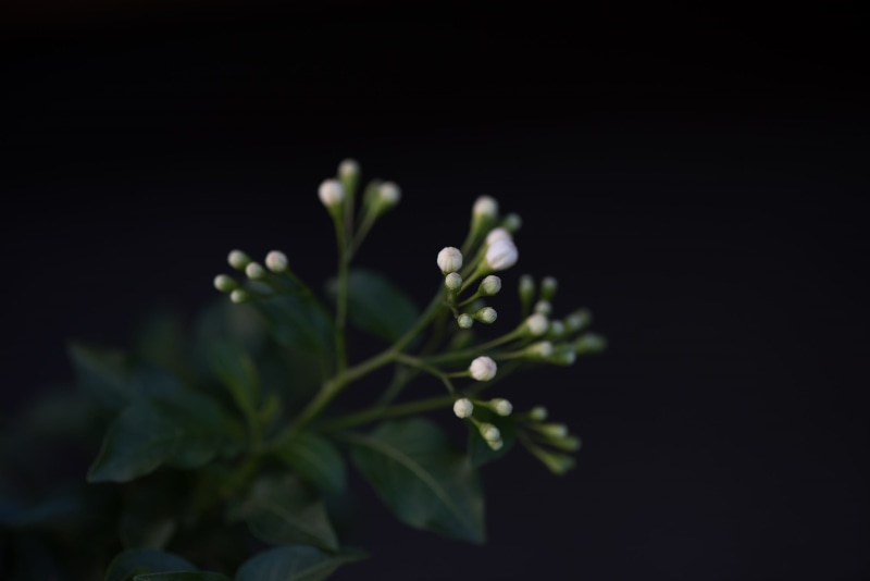 studio shot, text dom, black Background, dark background, copy space, freshness, floral photography, beauty in nature, herb, night, close up, 2K, flower