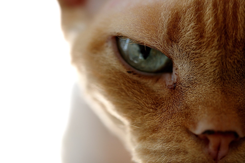 special, canon  eos  5d, pet, looking, portrait, Best of, close, devon rex, orange, cute, 4K, evil  eye, pets, domestic Cat, cat, close up, photo, animal