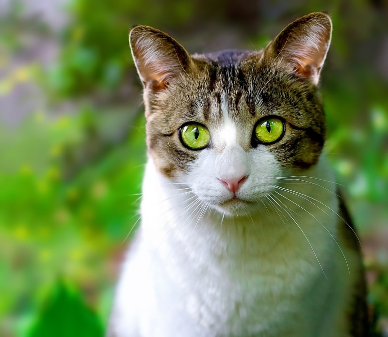 feline, domestic Animals, animal head, looking, young Animal, whisker, one Animal, pets, portrait, tabby cat, animal, no people, yellow eyes, nature, close up