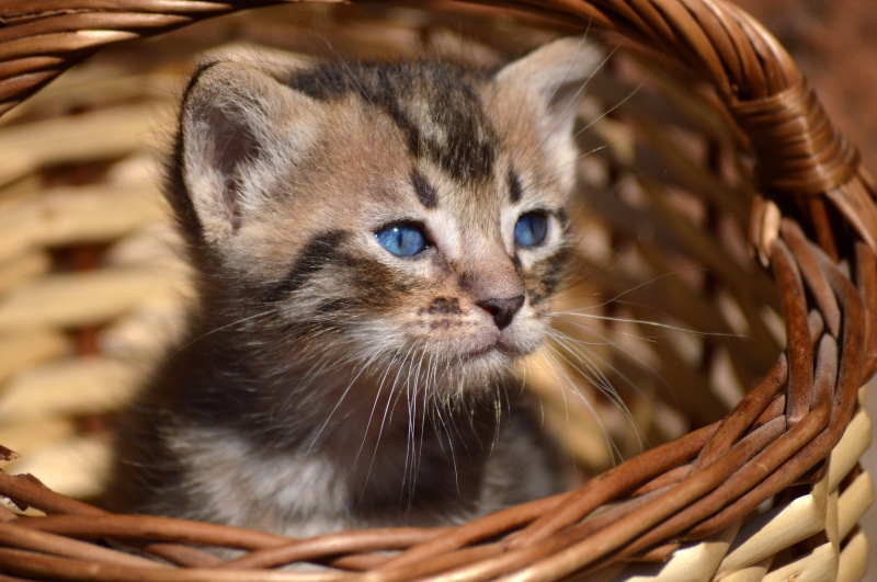 wicker, wicker basket, carino, lindo, small, chaton, young Animal, mammal, Korb, mignon, basket, kitten, Wait and see, pet, 5K, gato, brown, bufó, Katze