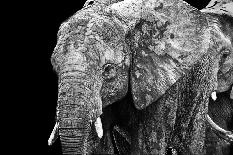 elephant, zoo, elephants, black and white, noir et blanc, gray, 4K, Brothers