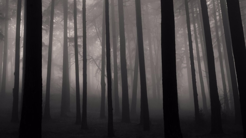 no people, 1080P, tree trunk, darkness, monochrome, growth, nature, black, day, black and white, cool, land, tree, forest, atmosphere, light, woodland