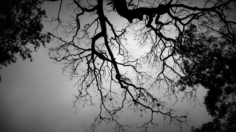grayscale, neurons, tree canopy, no people, black and white tree, tree, day, design, shadow tree, trees, tree trunk, 4K, landscape, scenics - nature, dusk