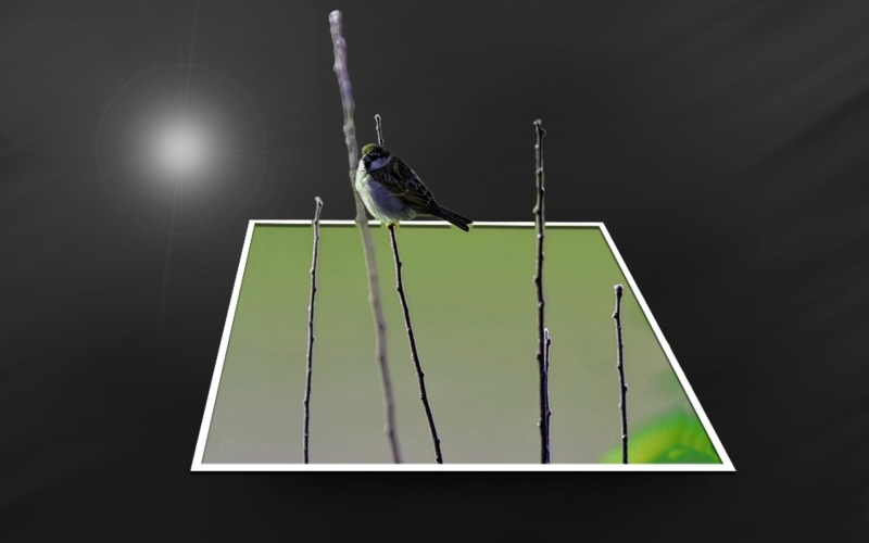 black, bird, 1080P, animals, out of bounds, white, lonely, nature