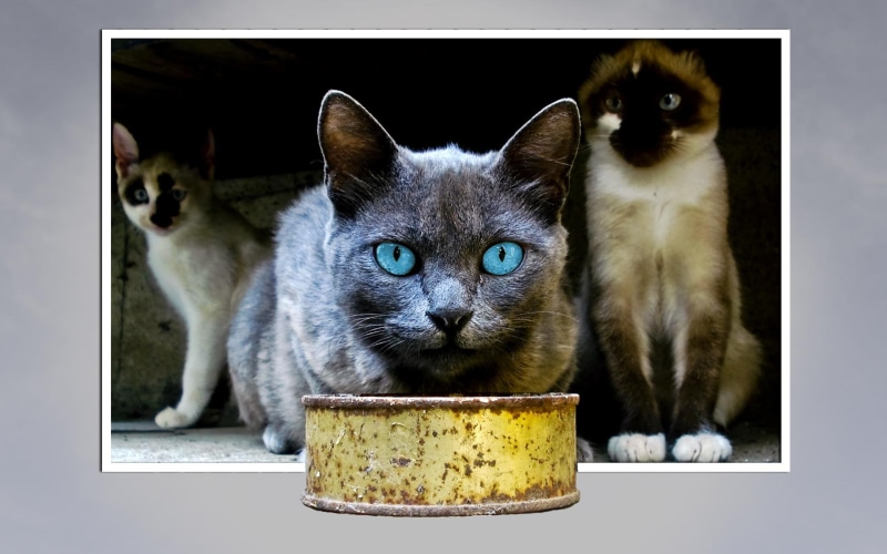 cat, dark grey, 1080P, dark, grey, animals, out of bounds