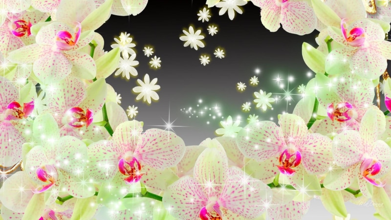 green, glint, flowers, pink, shining, spang, glitter, winkle, twinkle, orchids, flare, 1080P, lustre, luster, template, delicate, gleam, scintillate