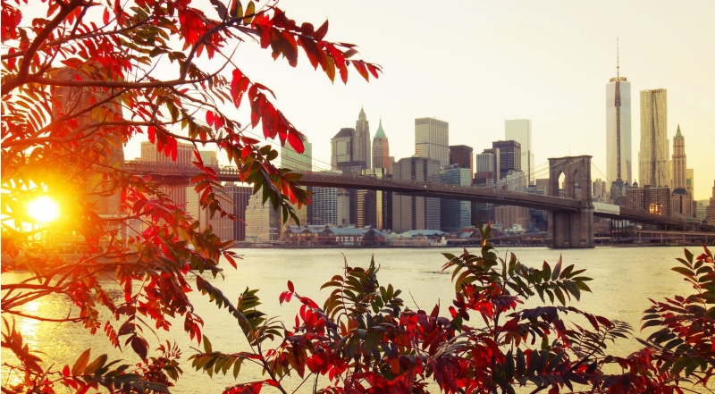 autumn leaves, new, 2K, Brooklyn, bridge, city, New York, york