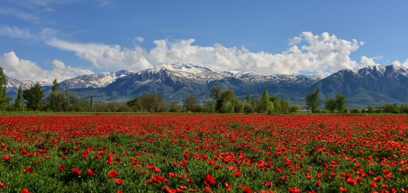 flowers, Erzincan, munzur, Mountain Well, field, poppies, Turkey, red, 4K, mountains, poppy field, Munzur Mountain, flower, mountain