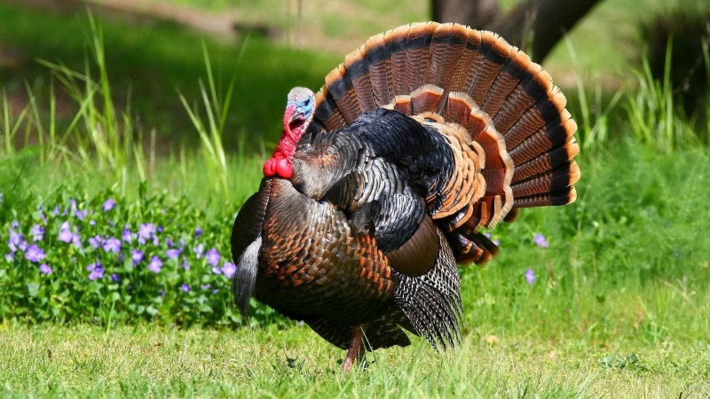 beauty In Nature, animal, vertebrate, livestock, nature, cockerel, animal themes, turkey, field, rooster, multi Colored, animal wildlife, domestic animals