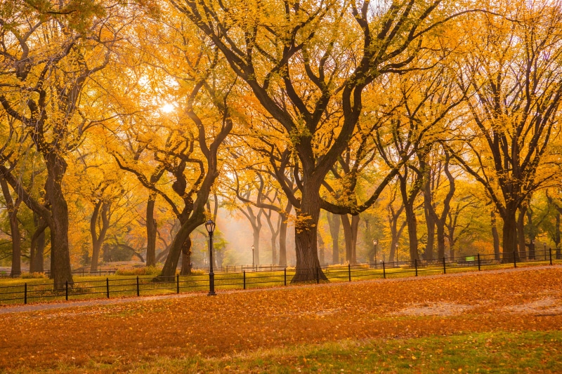 sunlight, Central Park Mall, New York City, 5K, tree, Fall Foliage, trees, landscape, season, forest, october, photo, yellow, central, autumn, park - Man Made Space