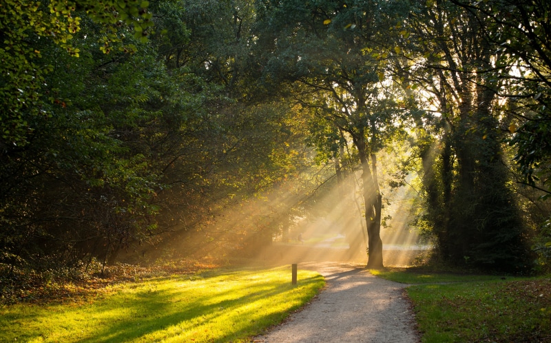 leaf, sunbeam, park - Man Made Space, Leica  M, beauty In Nature, Europe, scenics, summer, mist, outdoors, landscape, Rays, Autumn  fall, fog, nature, season