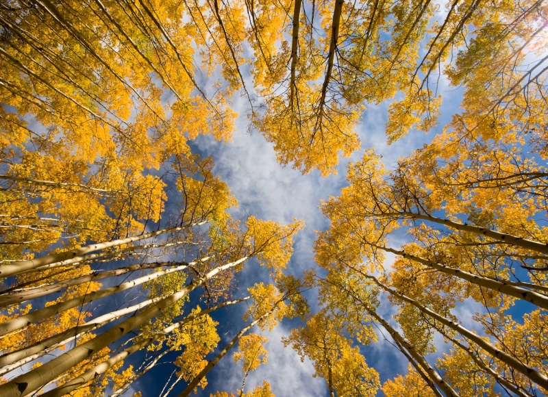 yellow, trees, photo, tree, nature, fall foliage, 20mm, season, 720P, scenics, gold Colored, santa fe national forest, sangre de cristo mountains, sky