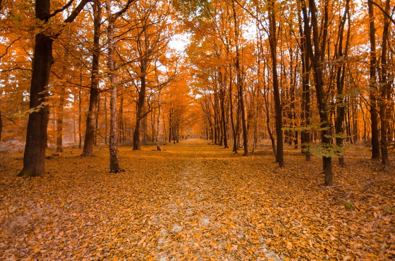 sun, foliage, scenics - nature, season, plant part, non-urban scene, tranquility, landscape, trunk, beauty in nature, leaves, fall, outdoors, wood, orange color