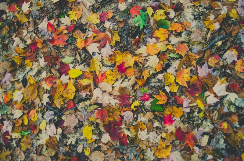 brown, outdoors, dry leaves, colors, red, nature, ground, multi Colored, beauty in nature, messy, close-up, autumn collection, october, abundance, 2K