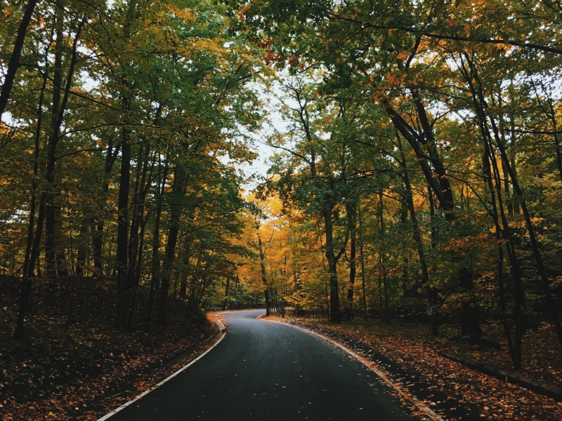 day, green, scenics, scenics - nature, orange, black road, nature, autumn, tree, leaves, growth, outdoors, tranquility, no People, trees, change, 4K, non-Urban Scene