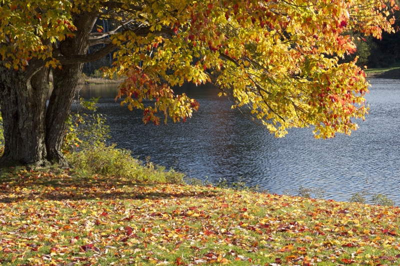 red, near, autumn collection, daytime, tree, foliage, fall, treelined, change, growth, orange Color, gold Colored, leaf, golden, park, no people, lake