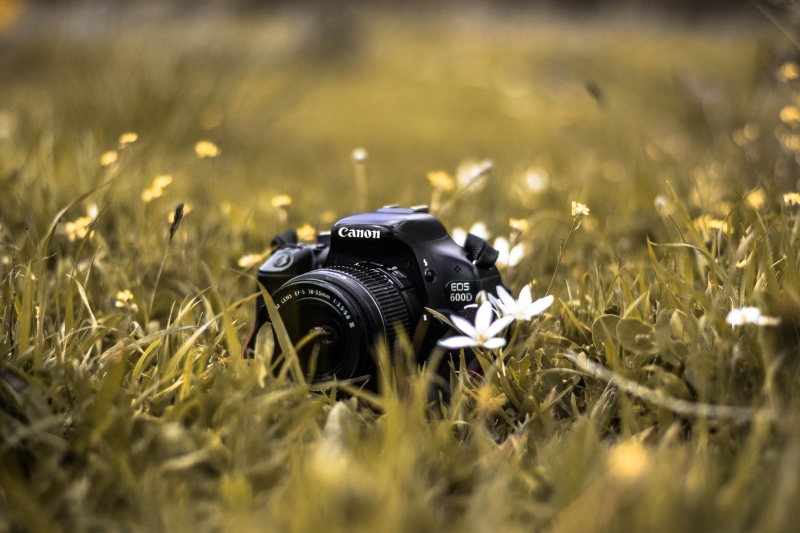 close-up, digital camera, summer, hayfield, black, sunlight, grass, canon600d, 5K, activity, technology, field, dslr camera, selective focus, no people