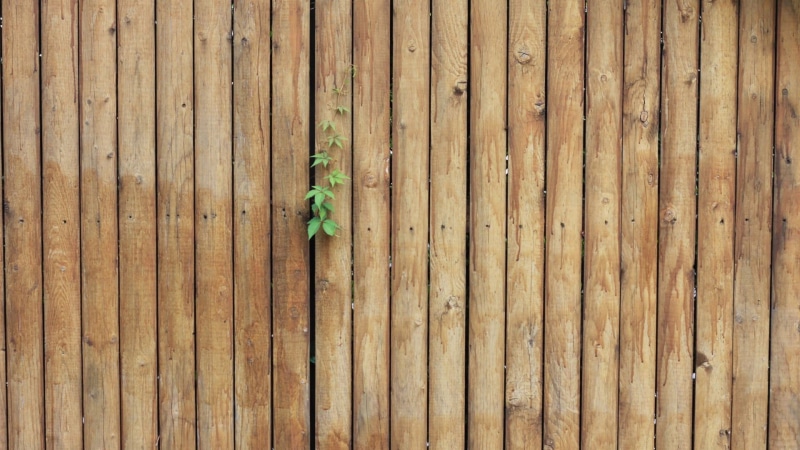 no people, asia, fence, decoration, pattern, wooden surface, brown, material, close-up, plant, green, weathered, leaf, backgrounds, boundary, full frame