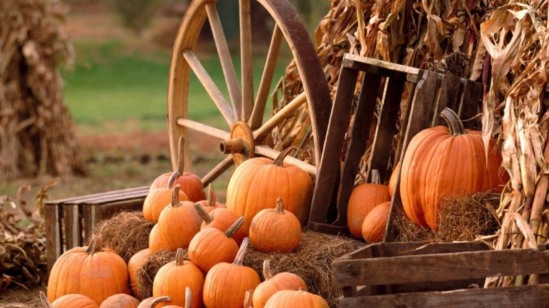 autumn, 1080P, grass, halloween, celebration, pumpkins