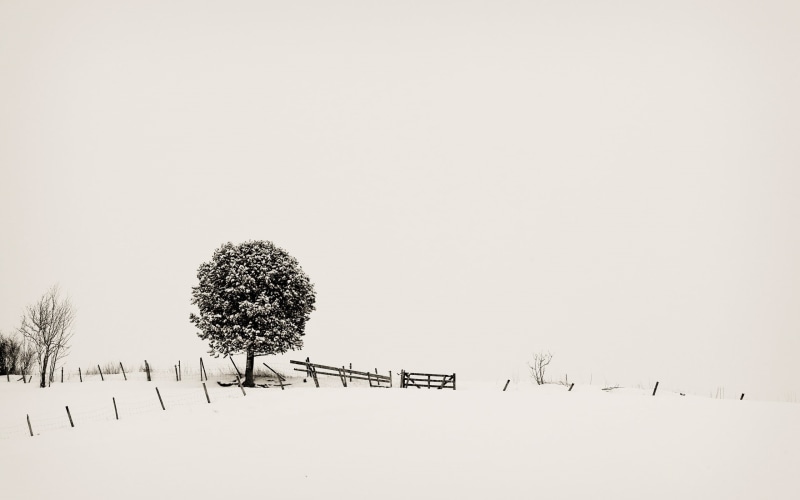 monochrome, nature, no people, cold temperature, beauty in nature, tranquility, gray, fence, scenics - nature, plant, land, trees, 2K, copy space, leaf