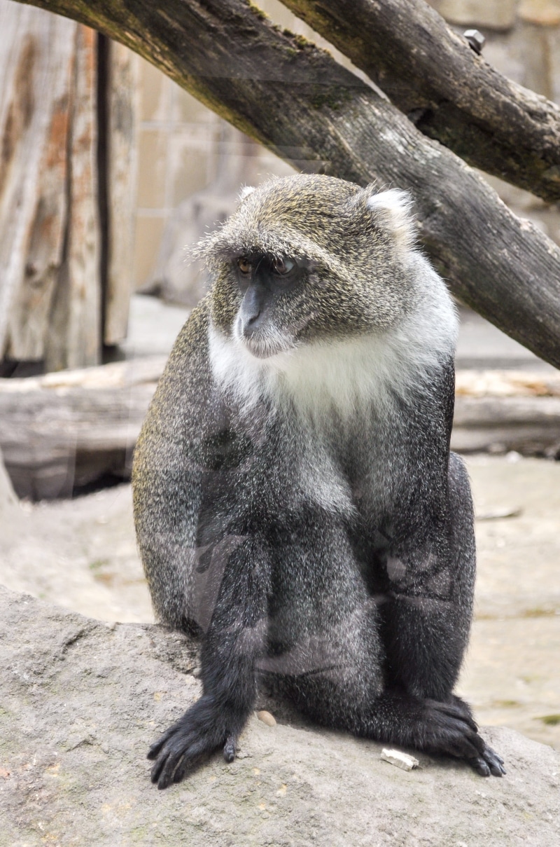 sunlight, baboon, wild animal, outdoors, animal, primates, animal wildlife, portrait of monkey, full length, zoo, grivet monkey, day, monkey, äffchen, relaxation