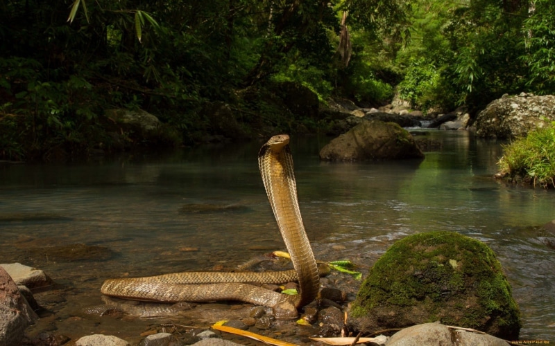 1080P, snake, reptiles, cobra, animals