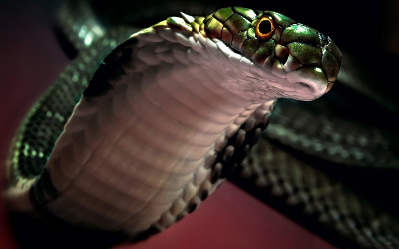 cobra, snake, 720P