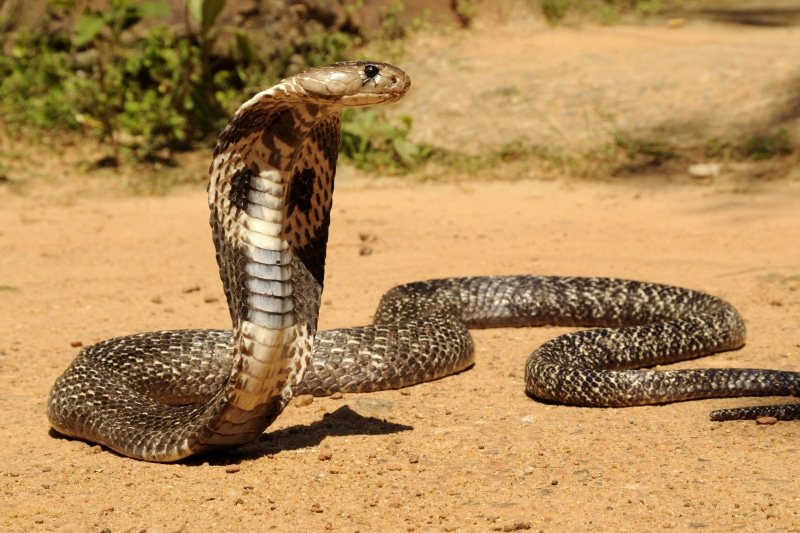 snakes, 2K, snake, cobra, reptile, brown, predator