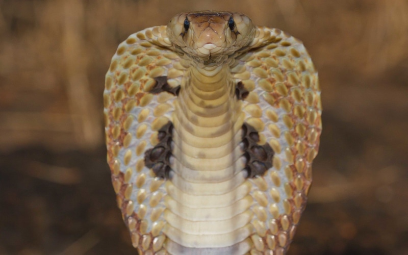 white, cobra snake, 720P, cobra, king cobra, king, reptile, yellow, snake, close-up, viper