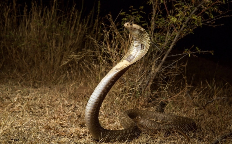 1080P, Reptiles, Snake, Cobra, Wildlife