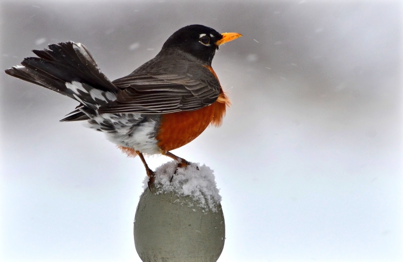 québec, close-up, looking, fauna, perching, cold temperature, american robin, animal, canada, one animal, beak, 2K, creature, feathers, day, animals in the wild
