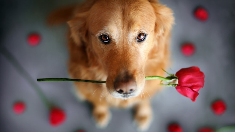 4K, dog, golden retriever, close up, rose, retriever, vertebrate, red rose, dog breed