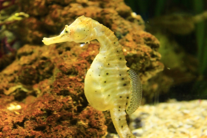 no people, sand, wild, animal wildlife, one animal, undersea, marine, coral, vertebrate, mollusk, animals in the wild, 5K, vertical, yellow, exotic, spotted