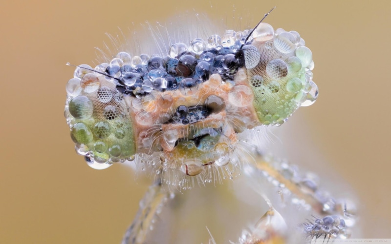 face, closeup, damselfly, photography, 1080P, eyed, animal, dragonfly, head, dew, macro, non-vertebrate, animals, insect, eyes