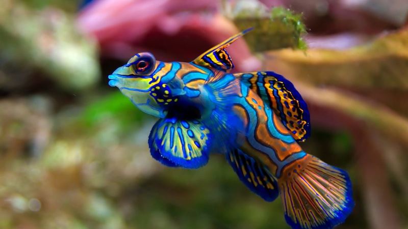 water, technology, fish, shape, animal wildlife, marine, colorful, light, parrot, art, vertebrate, nature, sea life, motion, close, 1080P, graphic, animals