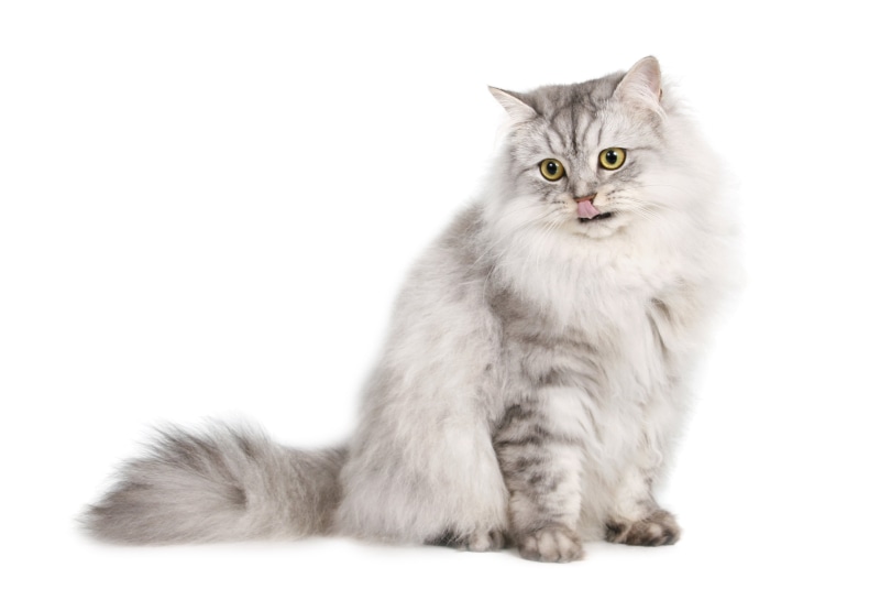 cat, cut Out, studio Shot, animal, young Animal, pet, 2K, looking at camera, animals, sitting, indoors, domestic Animals, whisker, portrait, domestic