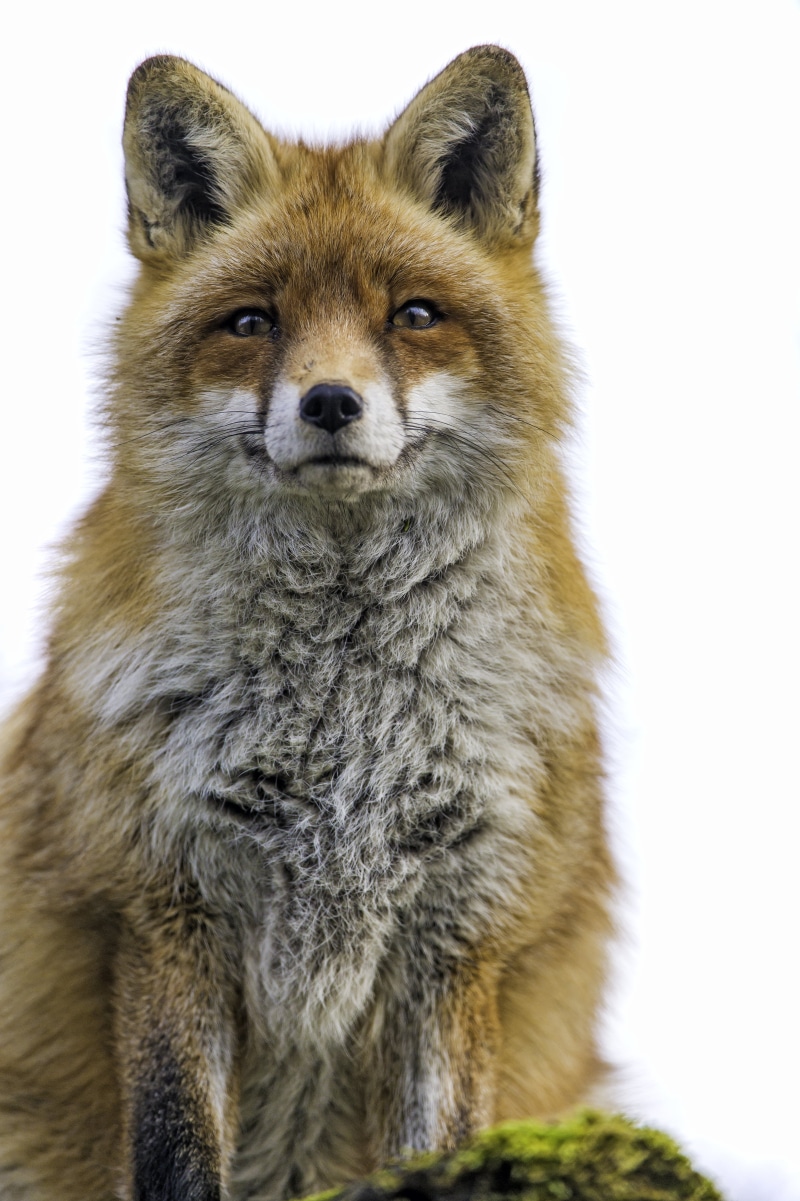 wildlife, portrait, canid, arth goldau, zoo, female, vixen, studio Shot, face, white, switzerland, canine, tierpark, animal, background, Fox, one Animal
