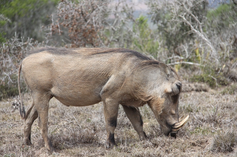 herbivorous, field, Warthog, profile view, mammal, habitat, walking, pig, plant, arid climate, no people, outdoors, land, wildlife, standing, wild, one animal