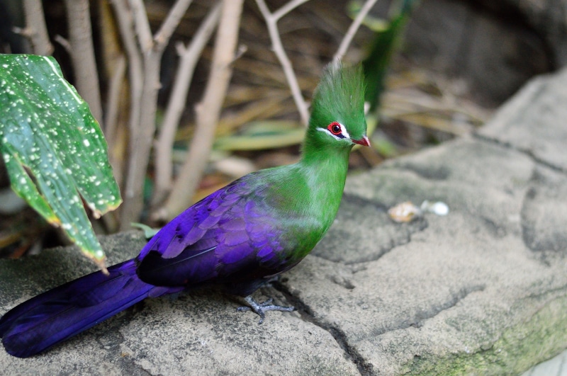 majestic, green color, animal themes, close-up, plant part, mammal, animals in the wild, avian, plant, wings, outdoors, pigeon, creature, feather, vertebrate