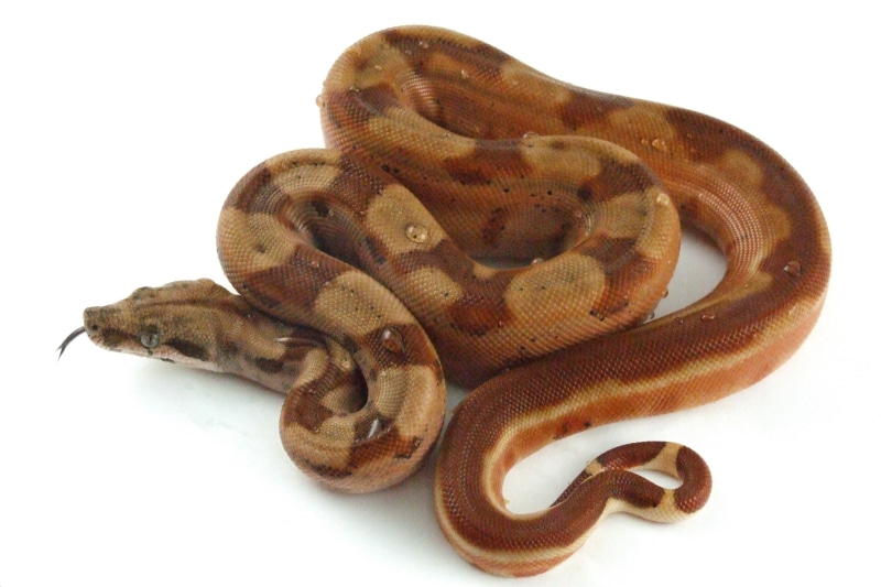 animal Wildlife, shape, animal themes, constrictor, reptile, brown, single object, one Animal, burmese, studio Shot, reptilium, boid, pets, no people, python
