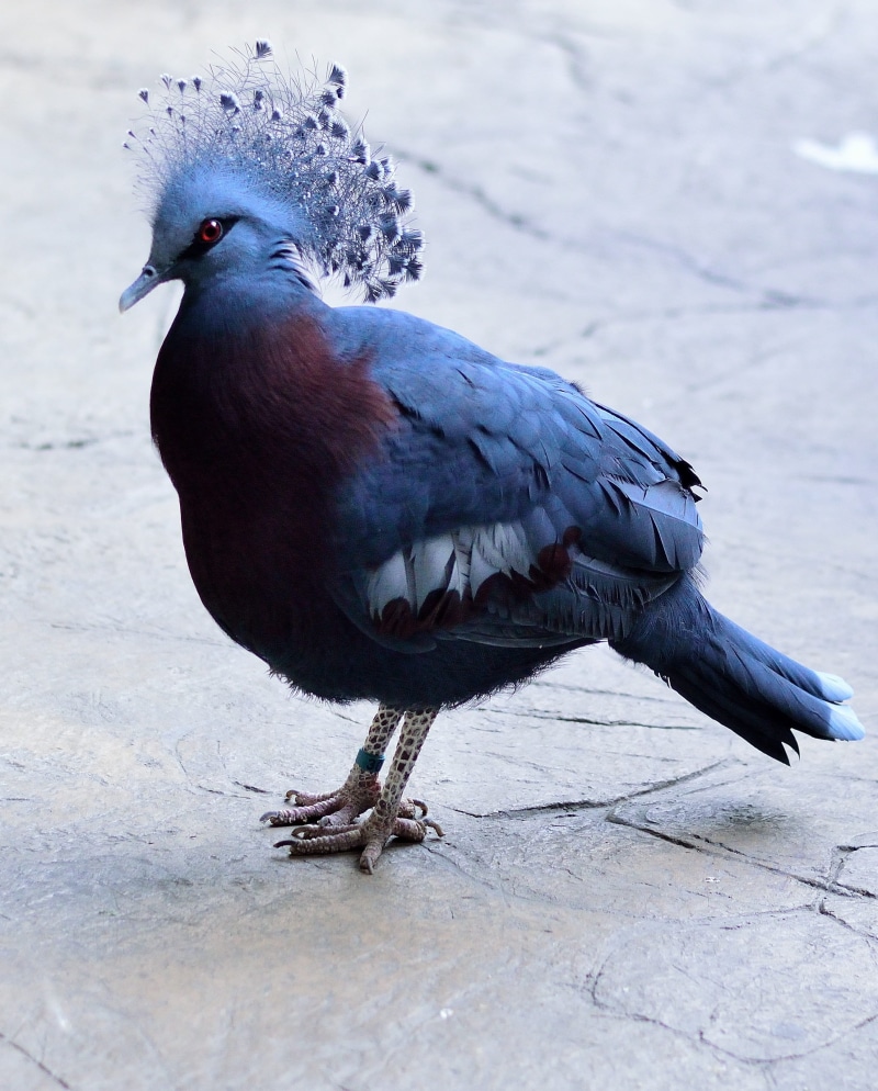 beak, mammal, avian, creature, vertebrate, outdoors, animal themes, pigeon, animal wildlife, bird, outdoor, majestic, dom, feather, no people, one animal