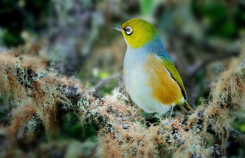 outdoors, macro, animal themes, animal wildlife, no people, day, green color, wax eye, beauty in nature, majestic, white, wild, blue, fly, photography