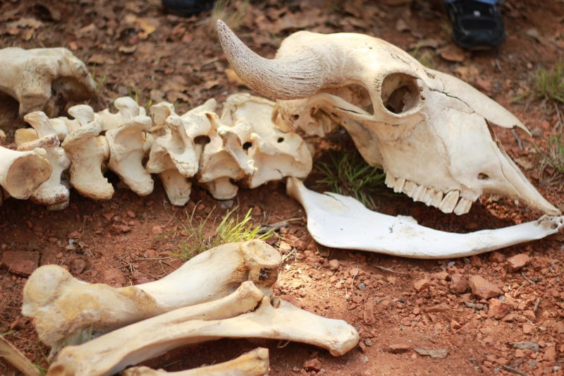 animal Skeleton, skull, animal Skull, Skeleton, animal teeth, land, one animal, no people, spinal column, mammal, animal body part, nature, Spine, ground