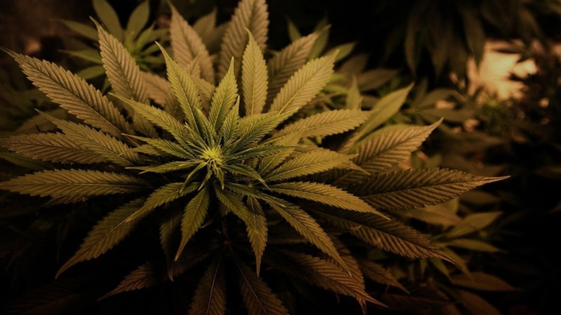 ganja, 1080P, marijuana, 420, weed